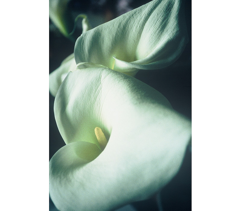 Flowers / Linda Gilbert-Schneider Photography
